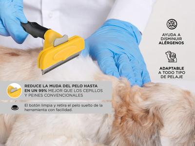 los peluqueros caninos limpian los dientes