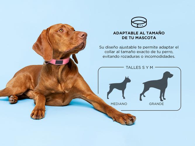 Collar Perro Regulable Gadnic Mascota Entrenamiento 40mm - 3