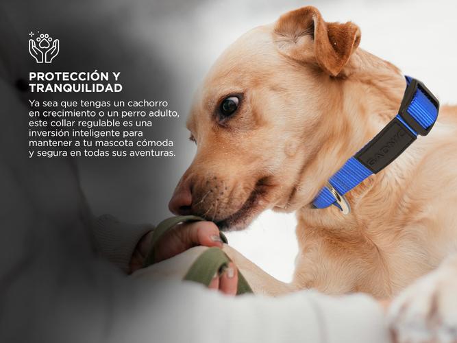 Collar Rápido Para Perro Gadnic Regulable Paseo - 4