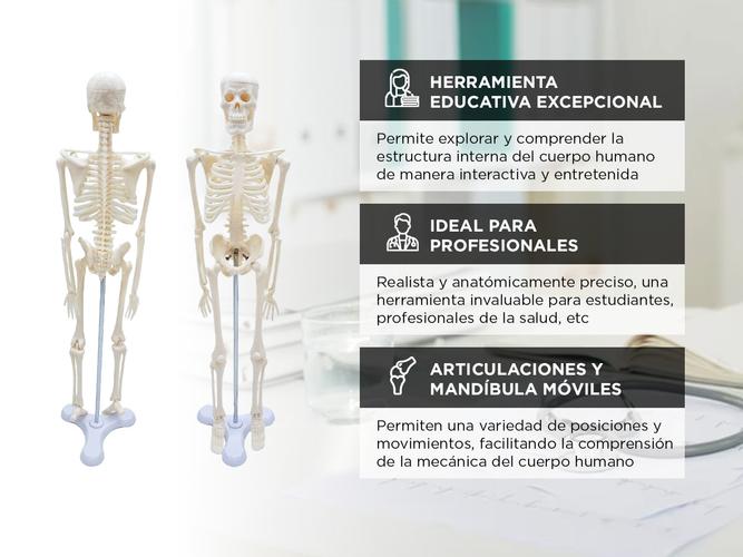 Mini Esqueleto Articulado Gadnic Estudiantes Profesionales - 2