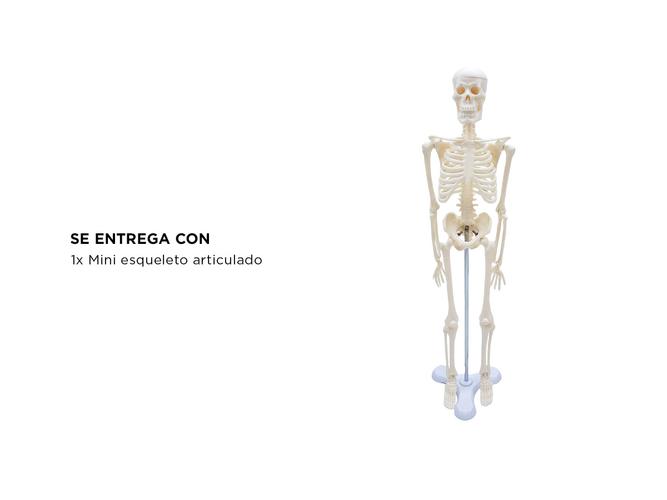 Mini Esqueleto Articulado Gadnic Estudiantes Profesionales - 4